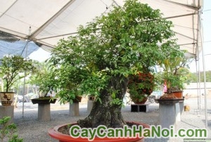 Cây khế bonsai