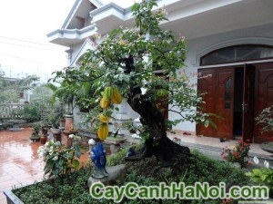 Cây khế bonsai