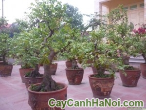 Cây khế bonsai