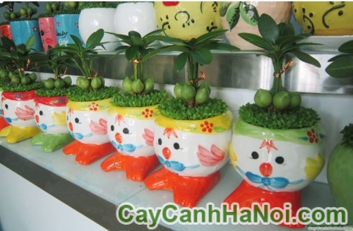 Cây May Mắn Gà Con