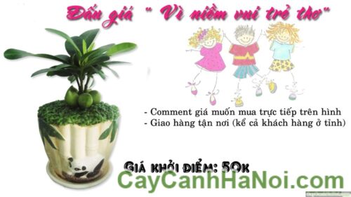 Cây May Mắn Gấu Trúc