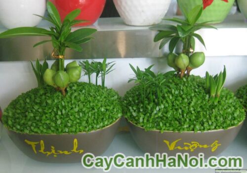 Cây May Mắn Phúc Lộc Thọ Toàn