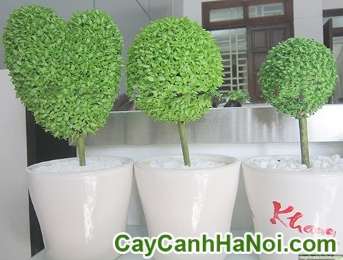 Cây May Mắn Quả Cầu Loại Lớn