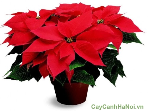 poinsettia-1024