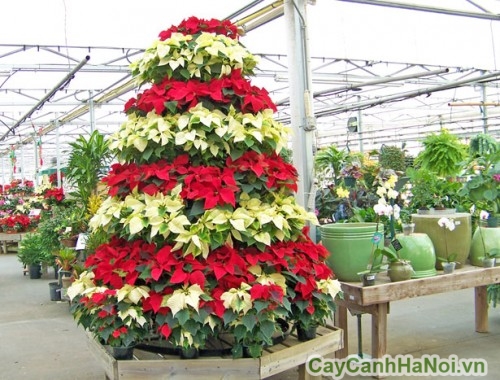 poinsettia-christmas-tree