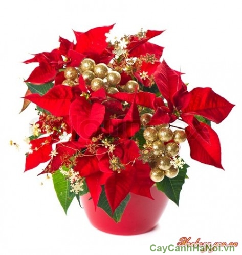 trang_tri_nha_mua_noel_voi_chau_hoa_tuoi_trang_nguyen__2