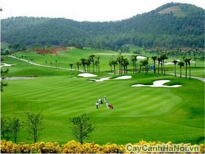 Cảnh quan sân golf