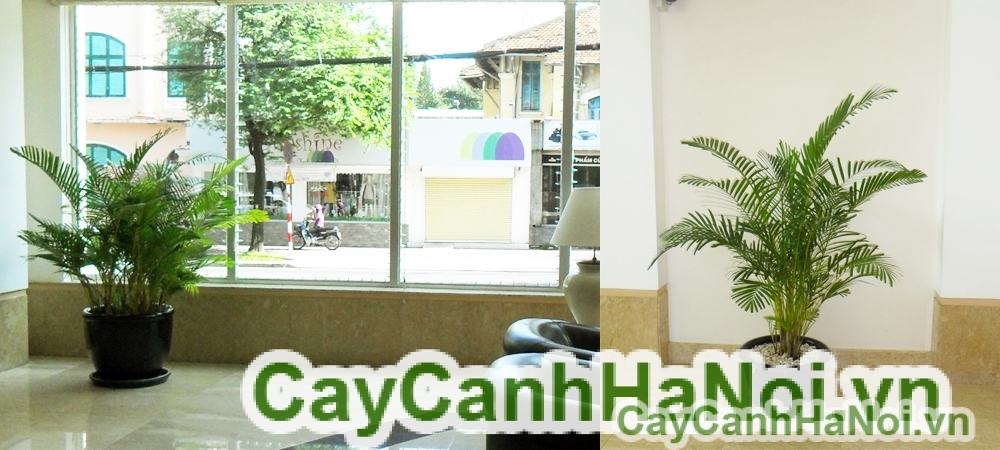 Các gói cây cảnh cho thuê