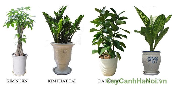 Cho thuê cây cảnh dài hạn