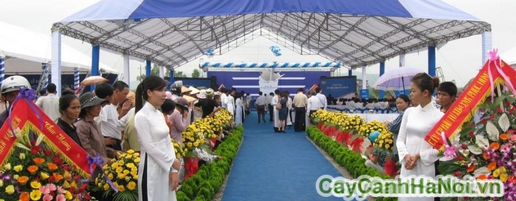 Cho thuê cây cảnh sự kiện