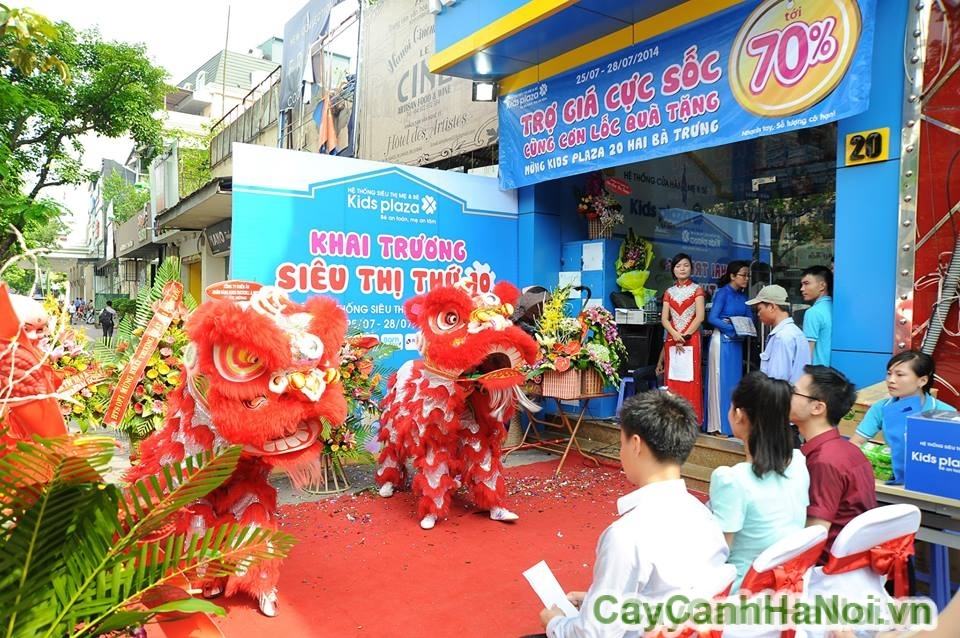 Cho thuê cây cảnh sự kiện