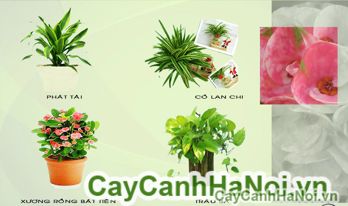 Cho thuê cây cảnh sự kiện