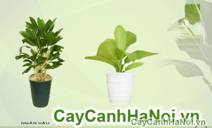 Cho thuê cây cảnh sự kiện