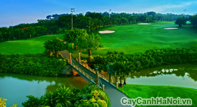 Cảnh quan sân golf