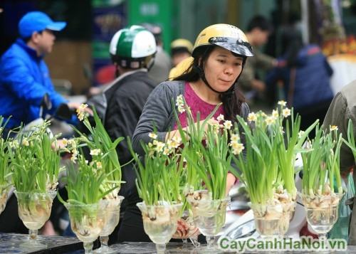 hoa thủy tiên