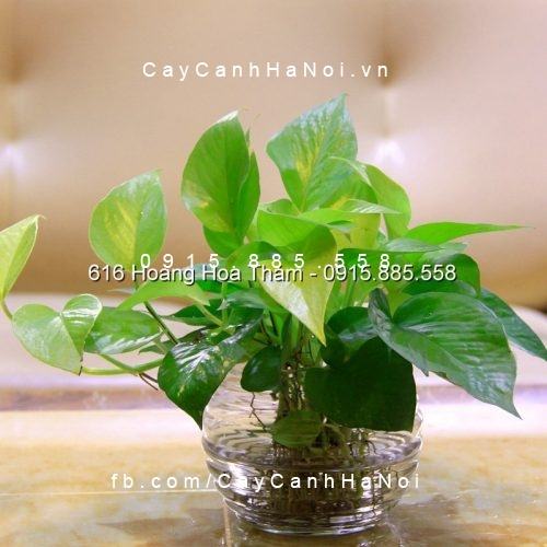 Cây Vạn Niên Thanh thủy canh