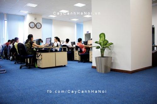 Chậu gỗ tự tưới 