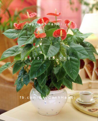 Anthurium red