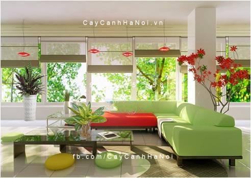 chon-cay-xanh-cho-phong-khach-2