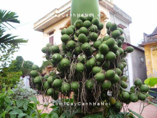 phong thủy cây xanh trước nhà