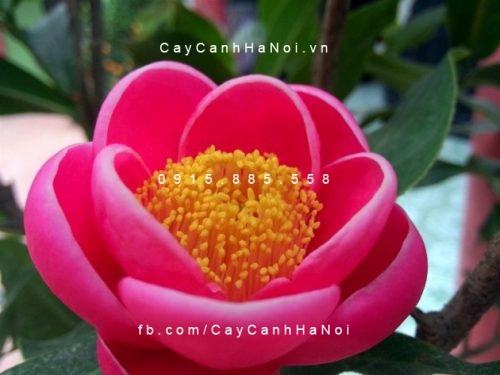 phong thủy cây cảnh ngày tết