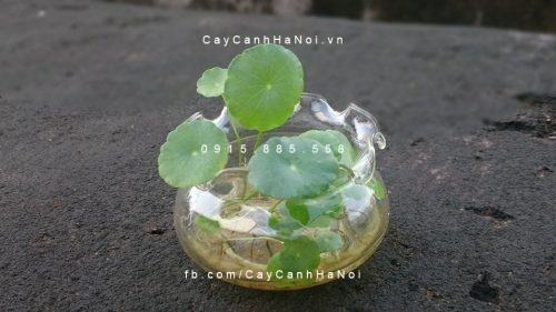 Cây cỏ đồng tiền 2