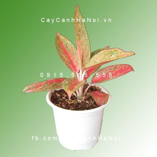 Cây thịnh vượng 1