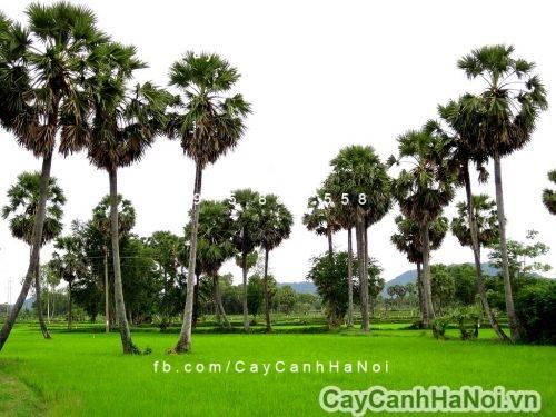 Cây thốt nốt ngoại thất 3