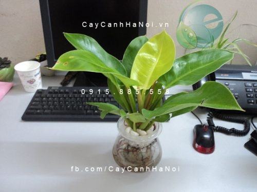 Cây đại đế để bàn