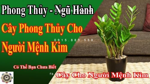 Cây cho người mệnh kim