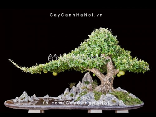 dáng đào bonsai