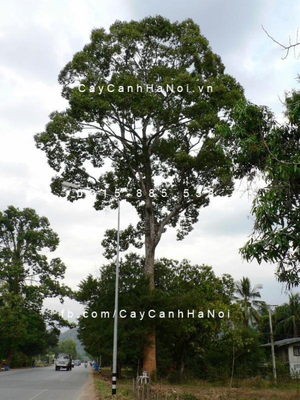 Cây Dầu Rái