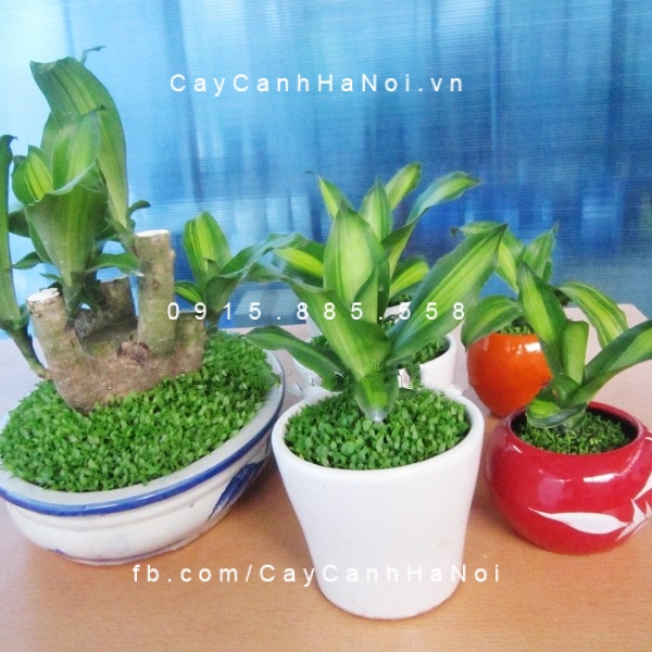 cây tặng đối tác (5)