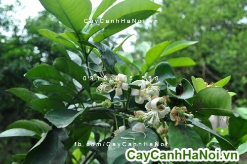 cây bưởi ngoại thất 2