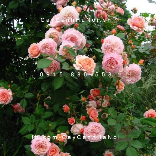 Hình ảnh hoa hồng Abraham Darby Tree Rose