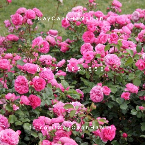 Hình ảnh hoa hồng Baronesse Rose