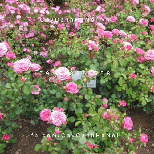 Hình ảnh hoa hồng Baronesse Rose