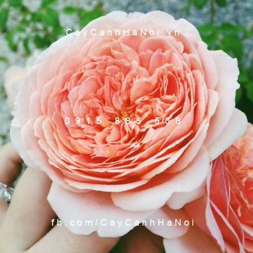 Hình ảnh hoa hồng leo Abraham darby