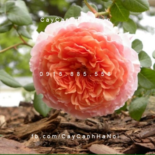 Hình ảnh hoa hồng leo Abraham darby