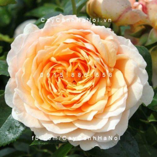 Hoa hồng Ginger Syllabub Tree Rose