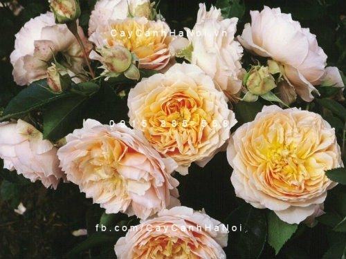 Hoa hồng Ginger Syllabub Tree Rose