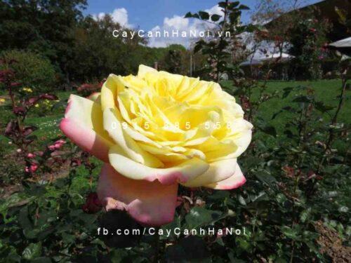 Hình ảnh hoa hồng Kordes Jubilee Tree Rose