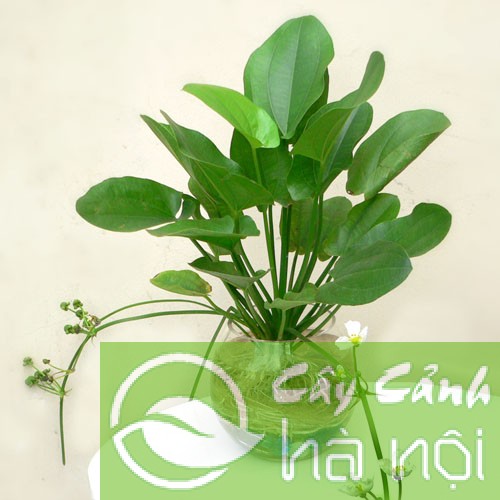 cây bách thủy tiên