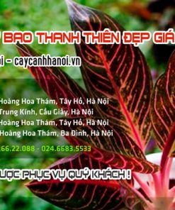 Bán cây bao thanh thiên đẹp giá rẻ