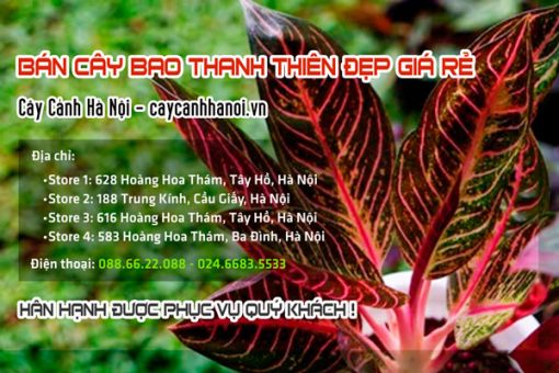 Bán cây bao thanh thiên đẹp giá rẻ