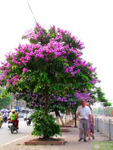 Cây bằng lăng