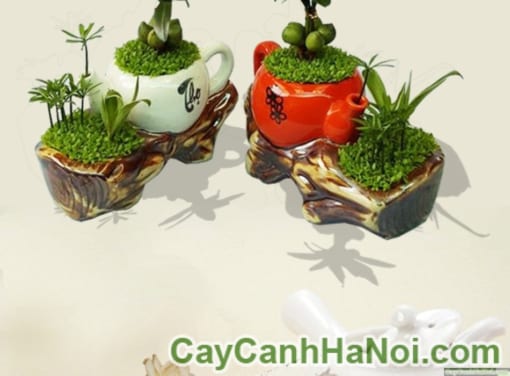 Cây May Mắn Ấm Trà Tiểu Cảnh