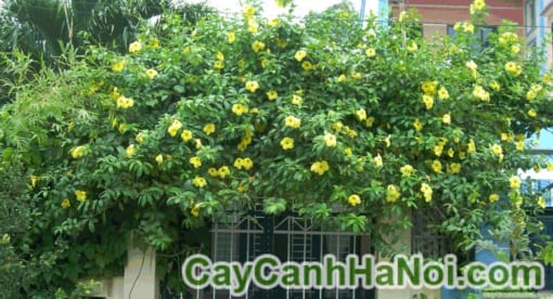 Cây Huỳnh Đệ