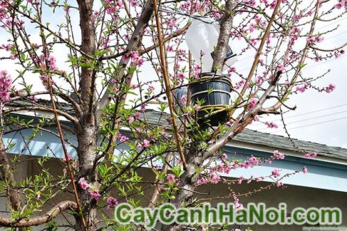 Những loại cây đem may măn về nhà