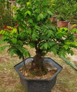 Cây khế Bonsai